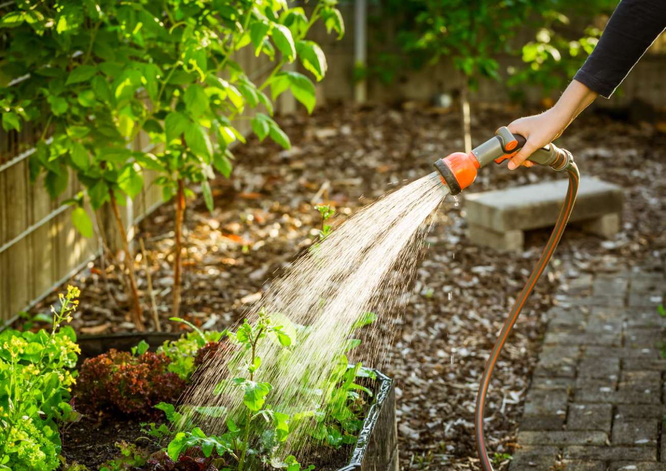 Jardim e plantas